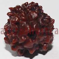 3 mukhi 24936 17.7mm